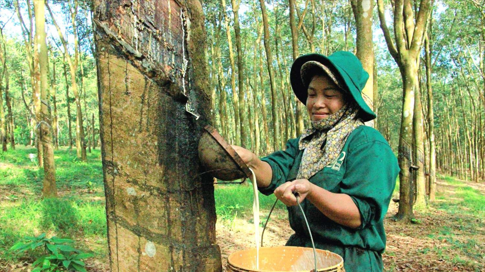 Đánh đông cao su