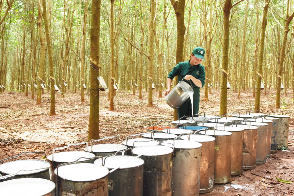 Ngành Khai Thác Mủ Cao Su